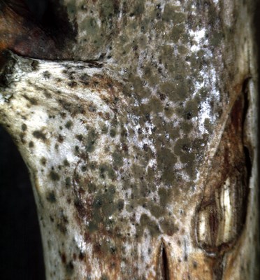 Pycnidiospores Overwintered raspberry canes in early spring showing silvering of epidermis and masses of grey-black pycnidiospores dried on the cane surface near machine harvester wounds made in the previous summer. (Close-up view)