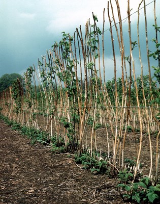 Symptoms Overwintered fruiting canes of raspberry (cv. Malling Jewel) showing cane death and bud failure in spring caused by infection of machine harvester wounds made in the previous summer. Note that new primocanes at the base of the plants are growing normally amongst old cane stubs left after pruning.