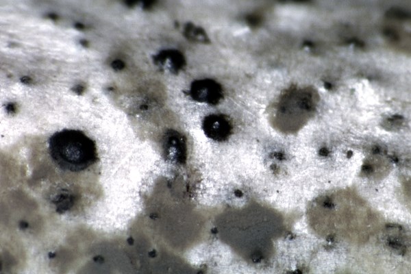 Pycnidiospores Overwintered raspberry canes in early spring showing silvering of epidermis and masses of grey-black pycnidiospores dried on the cane surface near machine harvester wounds made in the previous summer. (Extreme close-up view)