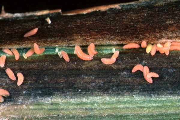 Raspberry cane midge larvae Salmon pink, second generation raspberry cane midge larvae (Resseliella theobaldi) feeding on the surface of the polyderm beneath a natural split in the rind. The brown areas on the polyderm represent the initial fungal invasion of the vascular tissues leading to the damage described as 'midge blight'. (Close-up).