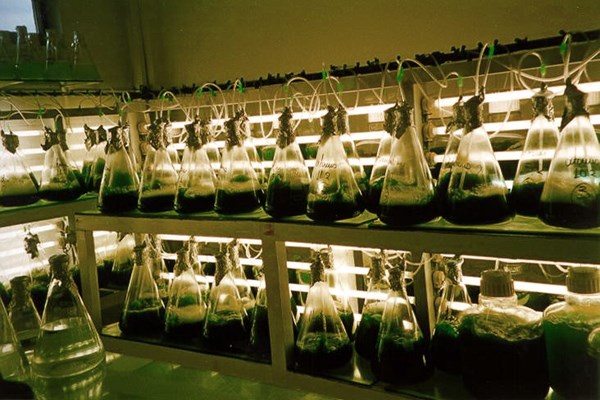 Conical flasks and carboys of algae Conical flasks and carboys of algae used for algal production prior to inoculating larger batch bags or tanks.|Conical flasks and carboys of algae used for algal production prior to inoculating larger batch bags.