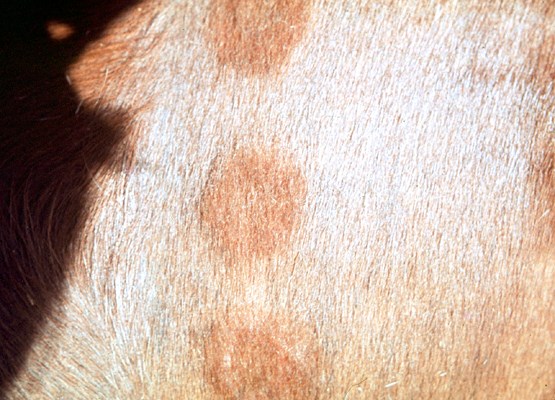 Early skin lesions