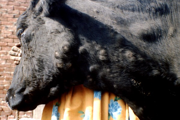 Late-stage skin lesions