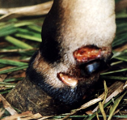 Symptoms Swollen leg and necrotic ulceration.