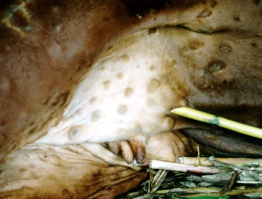 Symptoms Lesions on the udder.