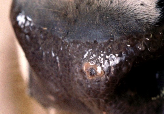 Symptoms Lesions on the muzzle.