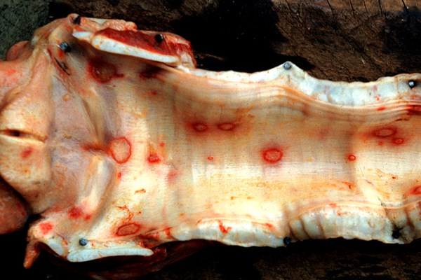 Pathology Lesions in the trachea.