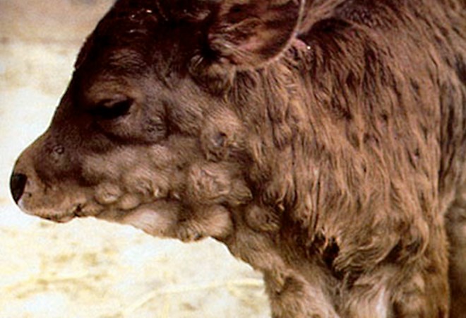 External symptoms A Balidy calf in Egypt affected with LSD; note the large skin nodules.