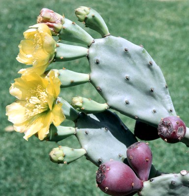 Habit Opuntia stricta (erect prickly pear); cladode, with yellow flowers and reddish-purple fruits.