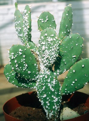 Biocontrol agent Opuntia stricta (erect prickly pear); the biocontol agent Dactylopius opuntiae ('stricta' biotype) infesting O. stricta under controlled conditions.