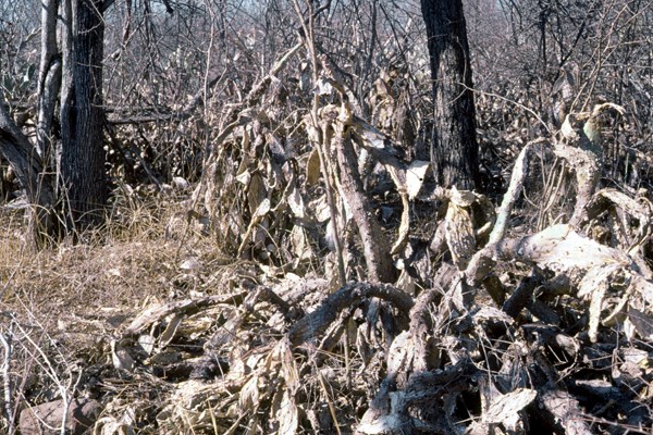 Successful biocontrol Opuntia stricta (erect prickly pear); the same infestation three years later, destroyed by the natural enemy Dactylopius opuntiae ('stricta' biotype) and Cactoblastis cactorum (cactus moth).