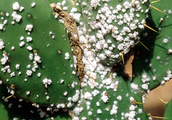 Biocontrol agent Opuntia stricta (erect prickly pear); the biocontrol agent, Dactylopius opuntiae ('stricta' biotype) infesting O. stricta, under controlled conditions.