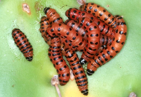 Natural enemy Opuntia stricta (erect prickly pear); the natural enemy, Cactoblastis cactorum (cactus moth). Larvae.