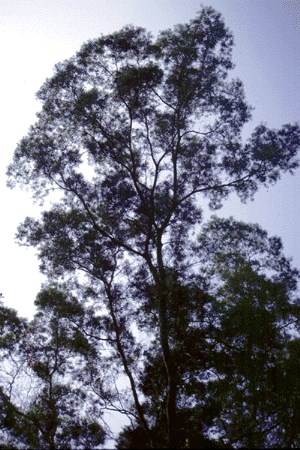 Tree habit
