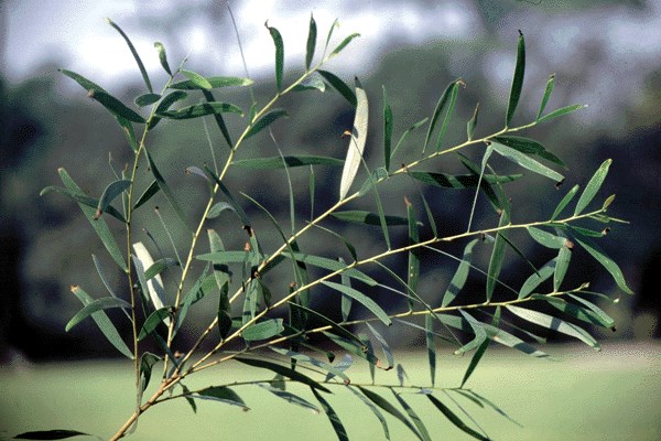 Foliage
