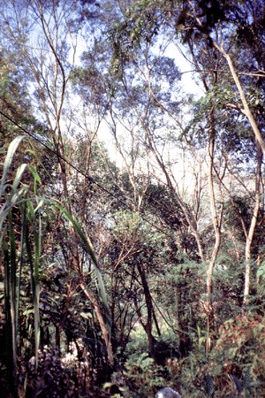 Plantation Fujian Province, China.