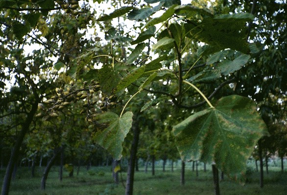 Foliage and seed