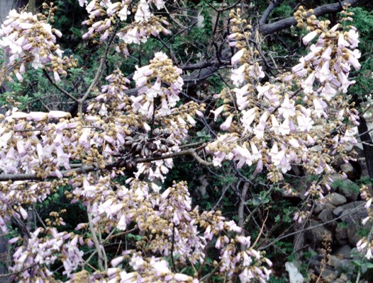 Flowers Flowers on wild trees of P. tomentosa in a gully, Shandong Province, China