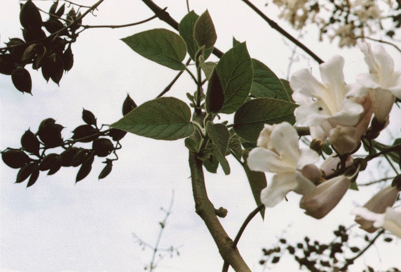 Foliage and ornamental flowers