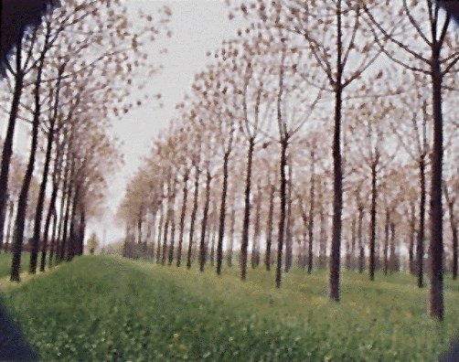 Intercropping