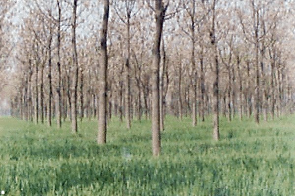 Plantation High yielding superior clonal P. tomentosa plantation.