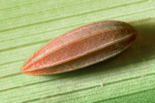 Egg Paysandisia archon; a single egg on leaf