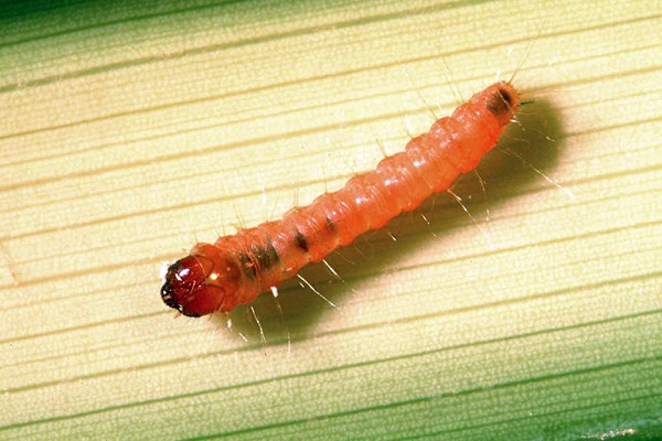 1st instar larva Paysandisia archon; 1st instar larva immediately after hatching.