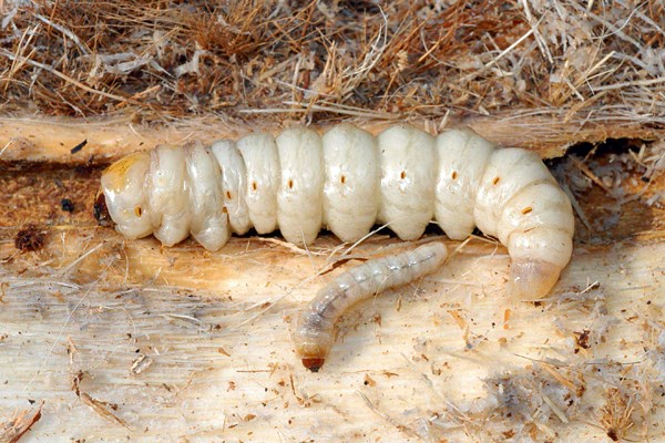 Larvae Paysandisia archon; larvae in various instars.