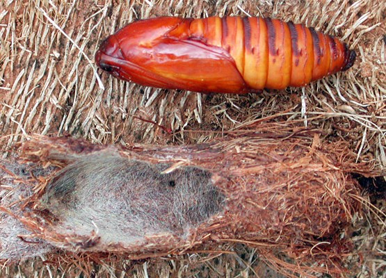 Pupa Paysandisia archon; larval cocoon opened to show the pupa.