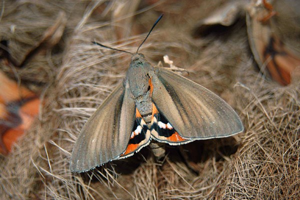 Adult Paysandisia archon; adult male.