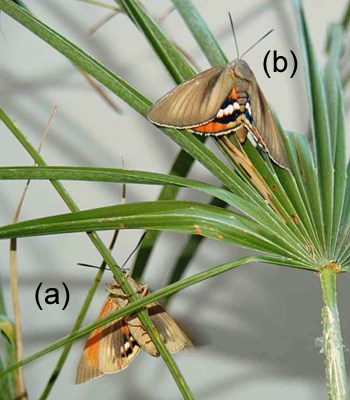 Adults Paysandisia archon; adult male (a) and female (b) during courtship behaviour.
