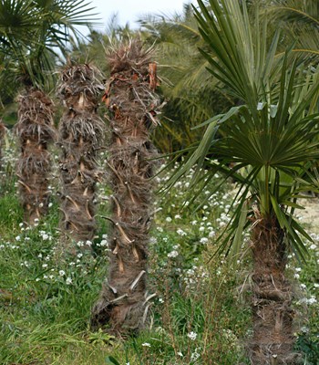 Damage symptoms Mature specimens of Trachycharpus fortunei which have died as a result of a severe Paysandisia archon larval attack.