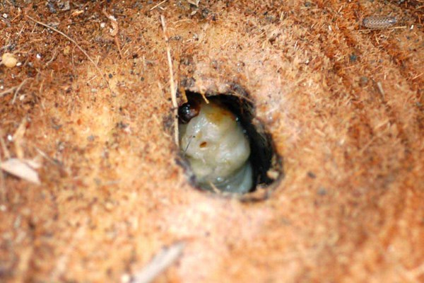 Larva in situ Trachycharpus fortunei stype cut off at soil level to observe Paysandisia archon larva within its gallery.