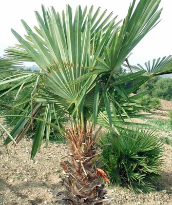Damage symptoms Paysandisia archon; larval semi-circular perforations on Trachycharpus fortunei leaf.