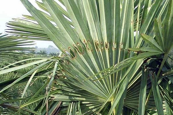 Damage symptoms Paysandisia archon; close-up of semi-circular larval perforations on Trachycharpus fortunei leaf.