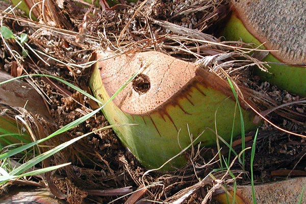 Larval damage Phoenix canariensis leaf-petiole cut off to observe the characteristic Paysandisia archon larval gallery hole.
