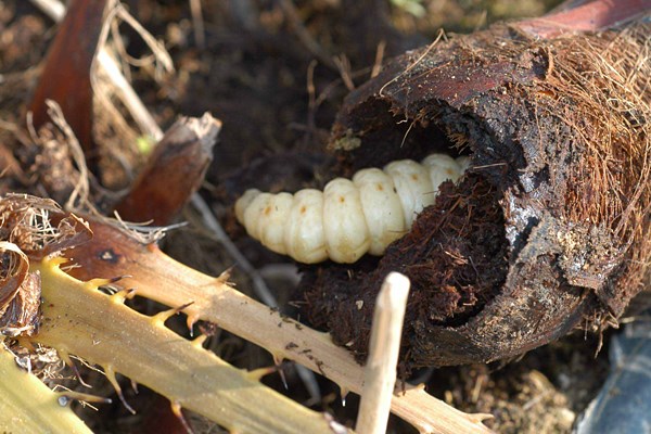 Larval damage Paysandisia archon; final larval instar within the stype of a two-year-old Chamaerops humilis.