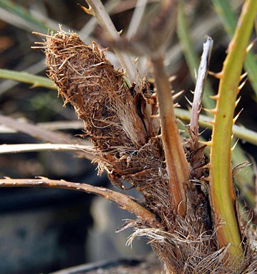 Cocoon Paysandisia archon; cocoon protruding from the small stype of a two-year-old Chamaerops humilis.