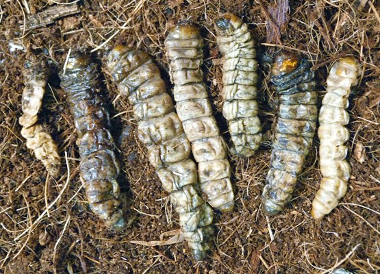 Natural enemy Paysandisia archon; seven larvae killed by the entomopathogenic nematode, Steinernema carpocapsae.
