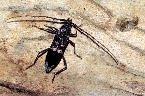 Adult Phoracantha semipunctata (eucalyptus longhorned borer); adult near emergence hole on Eucalyptus grandis.