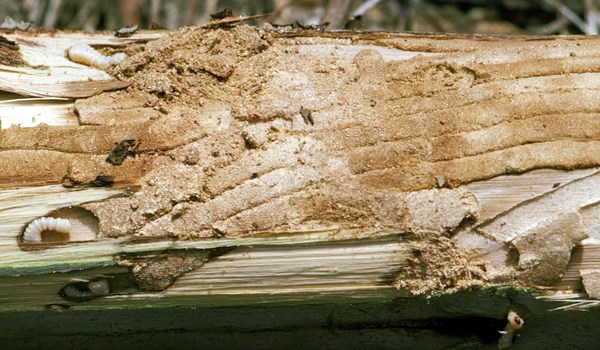 Larval galleries Phoracantha semipunctata (eucalyptus longhorned borer); larvae and larval galleries in Eucalyptus grandis.