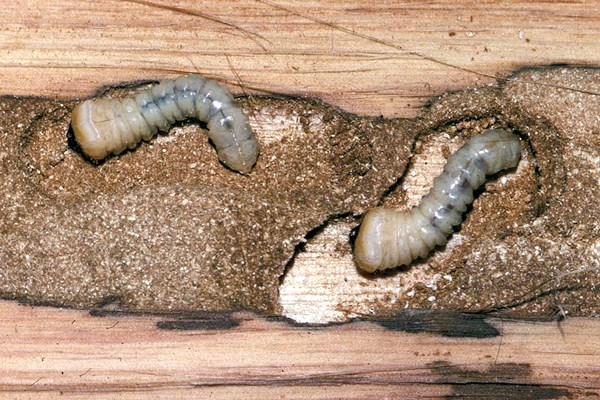 Mature larvae Phoracantha semipunctata (eucalyptus longhorned borer); mature larvae and larval gallery in Eucalyptus grandis.