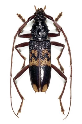 Adult Phoracantha semipunctata (eucalyptus longhorned borer); adult. Museum set specimen.