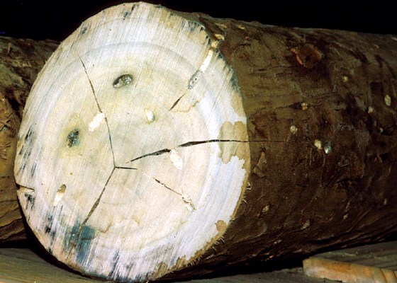 Damaged timber Phoracantha semipunctata (eucalyptus longhorned borer); damaged Eucalyptus grandis timber.