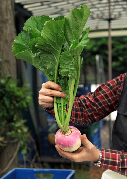 Turnip Brassica rapa subsp. rapa (turnip); turnip, in hand, at a farmers market. Remscheid Lüttringhausen, North Rhine Westphalia, Germany. September 2012.