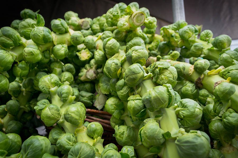 Freshly cut sprouts Brassica oleracea var. gemmifera (Brussels sprouts); freshly cut sprouts, on stalk. Eugene Saturday Market, Oregon, USA. November 2013.