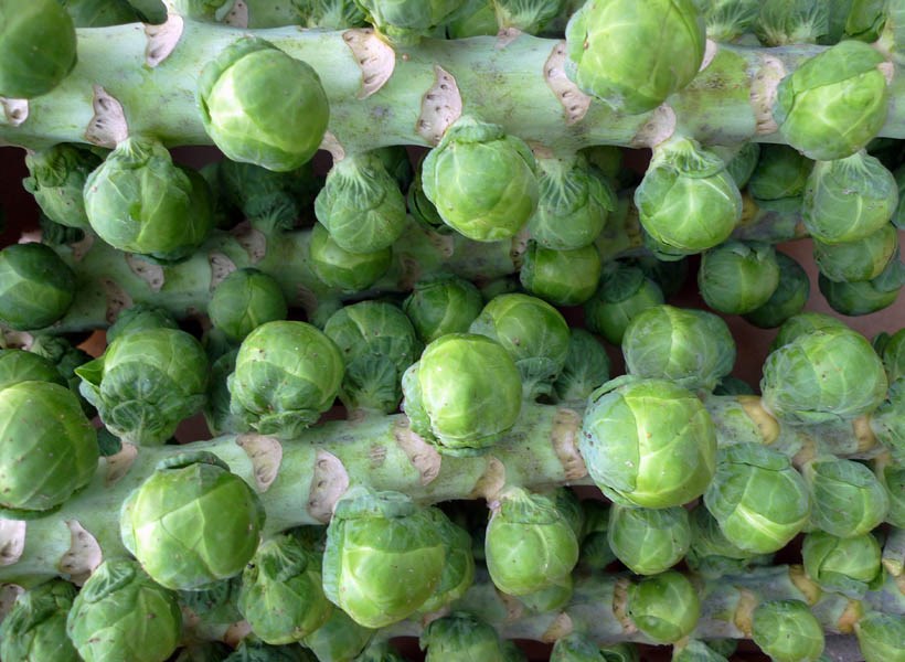 Organic sprouts Brassica oleracea var. gemmifera (Brussels sprouts); organic sprouts on stems. Home Farm, Nacton, Suffolk, UK. November 2009.