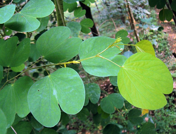 Foliage Bauhinia tomentosa (yellow bauhinia); foliage. 16.1 km E of Mattanūr, northern Kerala, India. November 2012.