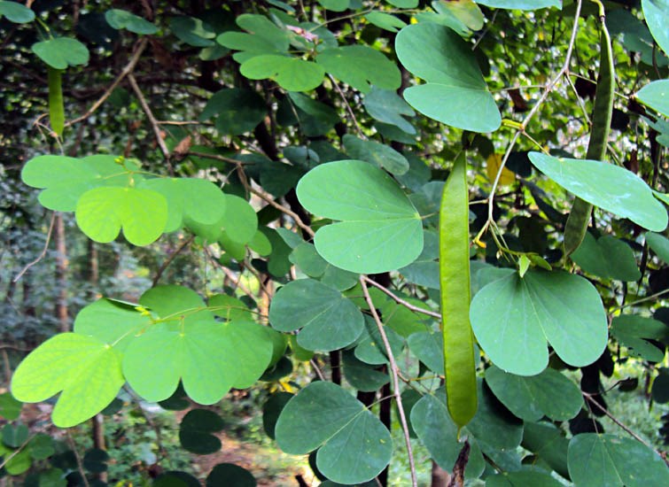 Foliage Bauhinia tomentosa (yellow bauhinia); foliage and unripe seed pods. 16.1 km E of Mattanūr, northern Kerala, India. November 2012
