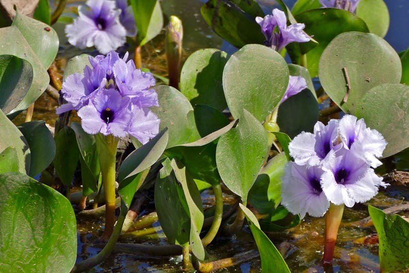 Flowering habit Eichhornia azurea (anchored water hyacinth); flowering habit. Campo Grande, Transpantaneira, Poconé, Mato Grosso, Brazil. June 2016.